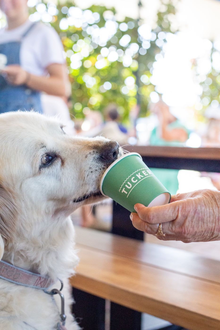 A golden retriever with a Tucker cup