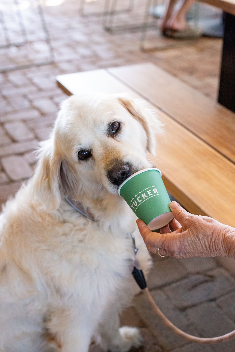 A golden retriever drinking from a Tucker cup in the courtyard