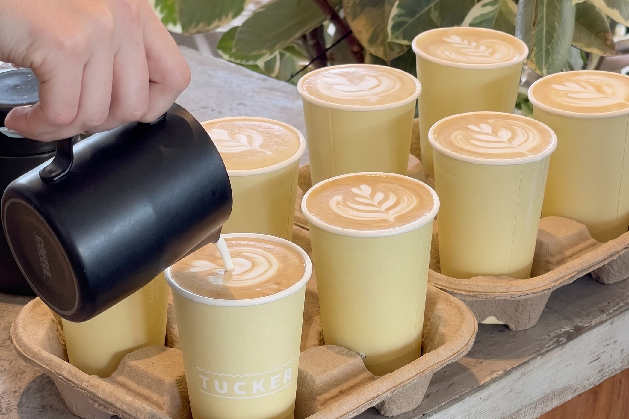 Takeaway lattes lined up in pulp trays on the Tucker counter